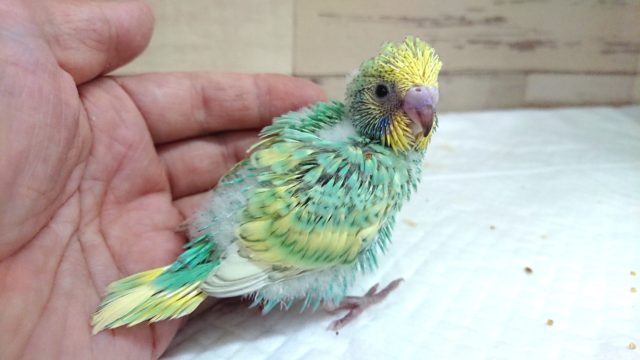 グリーンがｷﾚｲ☆　セキセイインコ　パステルカラーレインボー　2021　6月25日