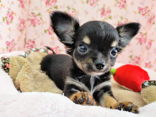ぬいぐるみ級のかわいいチワワちゃん入荷～♥️