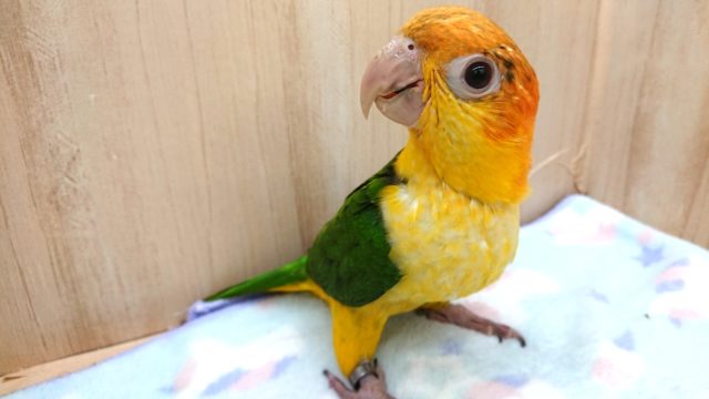 動画あり！ あれ？もう終わりですか？？シロハラインコ～