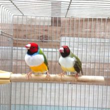 色鮮やか☆仲良しペアのコキンチョウ～　白胸になりますっ