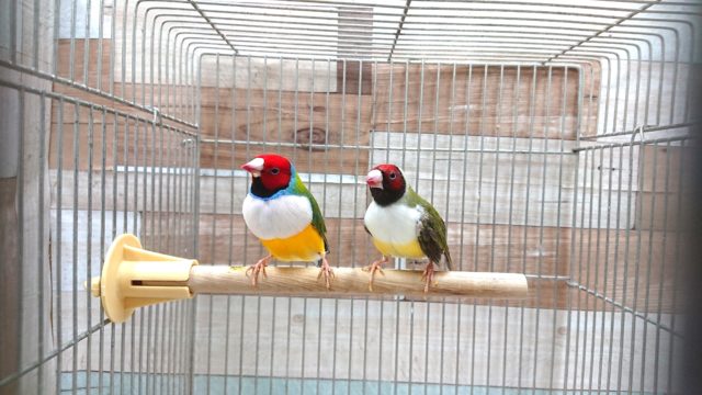 色鮮やか☆仲良しペアのコキンチョウ～　白胸になりますっ