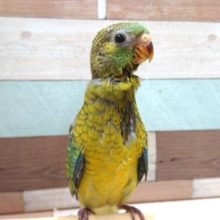 動画あり！　歌の練習中？？美声インコ～