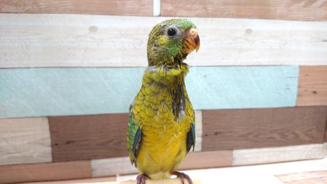 動画あり！　歌の練習中？？美声インコ～