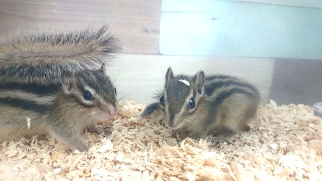 とうとう。。最後かな？シマリス　男のコ～～