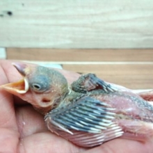 手のり鳥お探しなら、文鳥おススメです！　シルバー文鳥～～