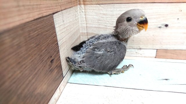 大きな瞳、落ち着きあるカラーのコザクラインコ モーブ 大きな瞳、落ち着きあるカラーのコザクラインコ モーブ