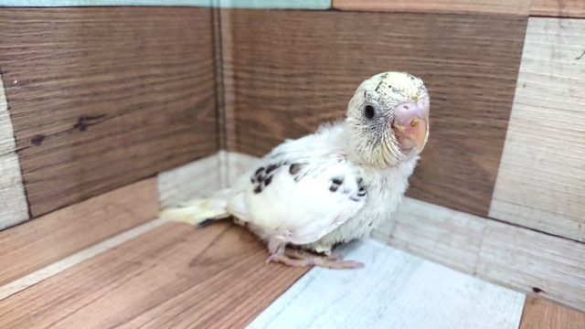 久しぶりの入荷です！４色ハルクイン～～～