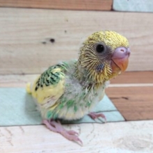 なかなかｷﾚｲなコですねぇ～　セキセイインコ　パステルオパーリンパイド