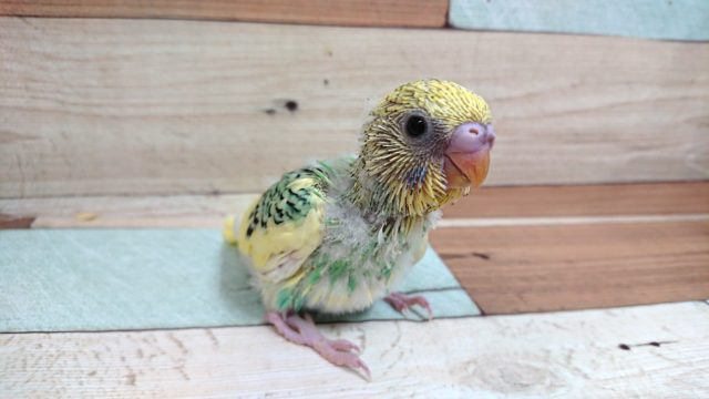 なかなかｷﾚｲなコですねぇ～　セキセイインコ　パステルオパーリンパイド