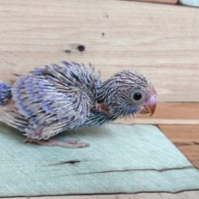 。。。。ｷﾚｲ　セキセイインコ　ライラック～