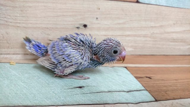 。。。。ｷﾚｲ　セキセイインコ　ライラック～
