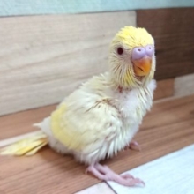 クリームカラーをした赤目さん☆　セキセイインコ　クリームルチノー
