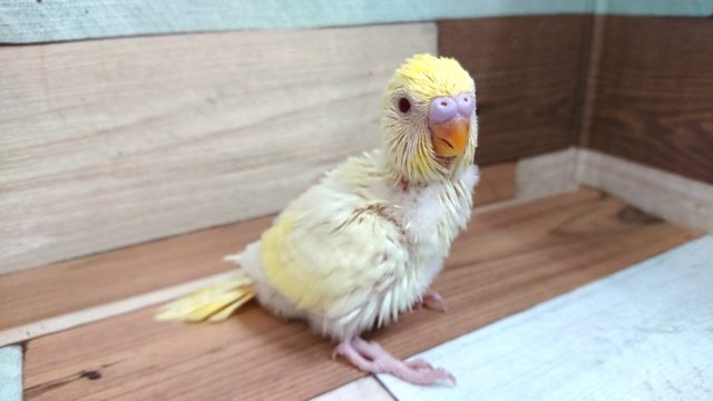クリームカラーをした赤目さん☆　セキセイインコ　クリームルチノー