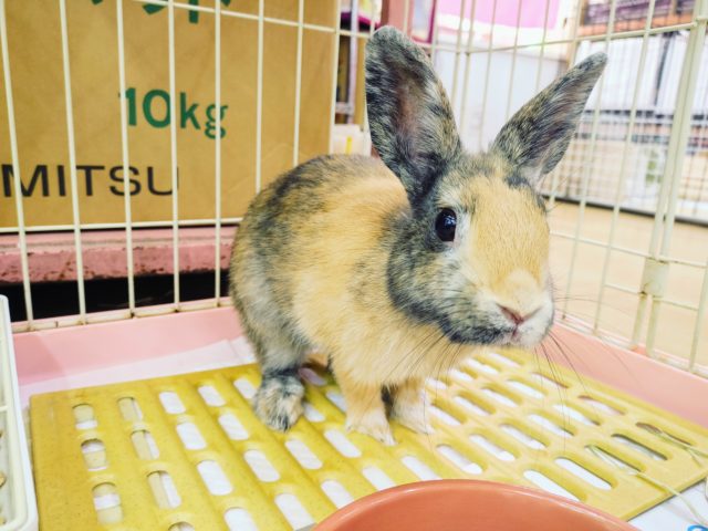 最新画像更新！！！ずんぐりむっくりなネザーランドドワーフラビットさん♥️
