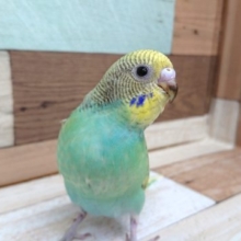 動画あり！  賑やか♪セキセイインコ レインボースパングル