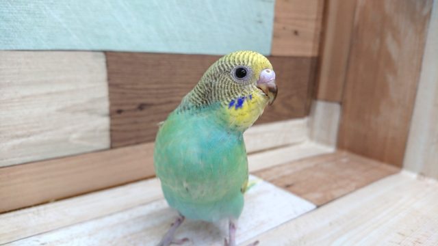 動画あり！ 賑やか♪セキセイインコ レインボースパングル