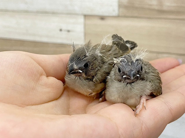 ヒナ頃の姿が可愛くて面白い！？キンカ鳥ヒナ！