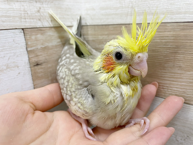 後ろに下がっていく！？オカメインコヒナ(シナモンパールパイド)