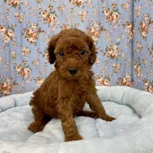 色濃いめです!! トイプードルの男のコ 2021.6/18撮影