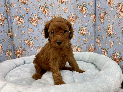 色濃いめです!! トイプードルの男のコ 2021.6/18撮影