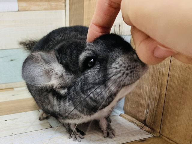 安定の人気カラー！チンチラ(グレー)ちゃん♡