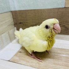 最新画像更新！！！久々です！！ｷﾚｲな赤目さん。サザナミインコ　クリームカラー！