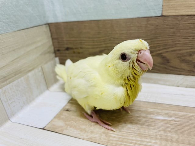 最新画像更新！！！久々です！！ｷﾚｲな赤目さん。サザナミインコ　クリームカラー！