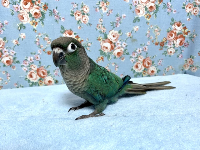 手乗りウロコインコ  ブルー  ６月３０日