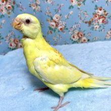 隠れた人気種！美声インコ　ルチノーです！　２０２１　６月１２日