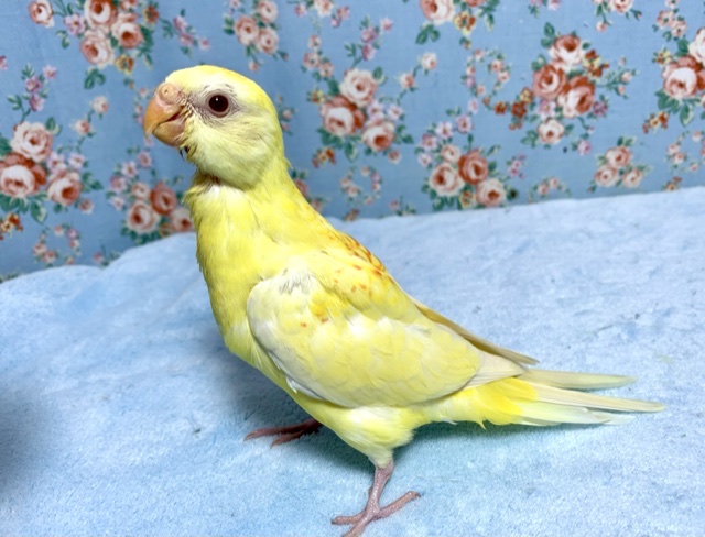 隠れた人気種！美声インコ　ルチノーです！　２０２１　６月１２日