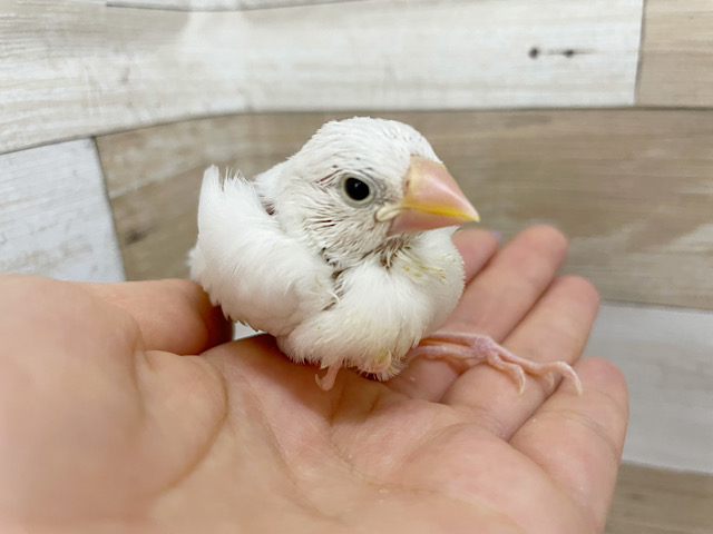 超ホヤホヤ最新画像★眠そうですzzz　 白文鳥。