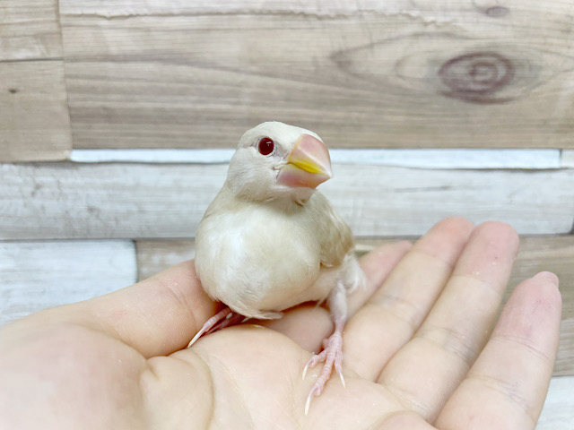 ぶどう目がとっても綺麗☆シナモン文鳥ヒナ！