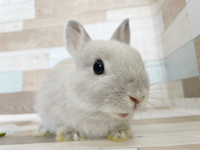 見ているだけで癒し②♡ネザーランドドワーフ(グレー)