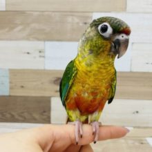 本当は甘えん坊なんです！ワキコガネウロコインコ☆