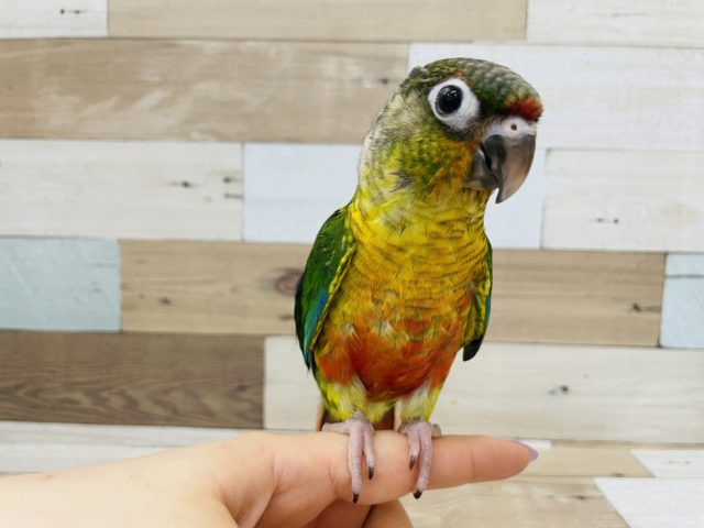 本当は甘えん坊なんです！ワキコガネウロコインコ☆