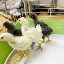 見ているだけを癒しを……アローカナ＆房総地鶏！