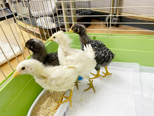 見ているだけを癒しを……アローカナ＆房総地鶏！