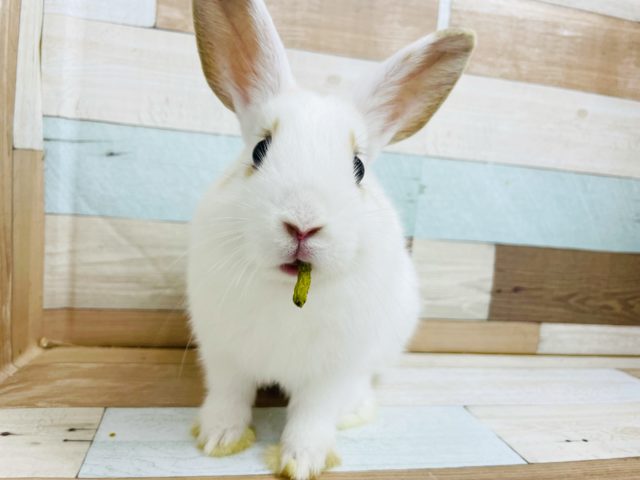 ポイントカラーが可愛い♥ネザーランドドワーフくん！