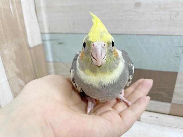 警戒姿もかわいい♡オカメインコヒナ(パイド)