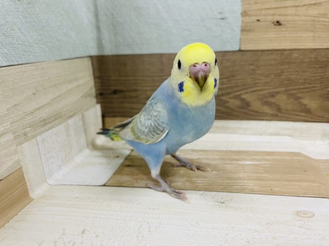 超ホヤホヤ最新画像♪歩き方がポイント高いねぇ　セキセイインコ　レインボー