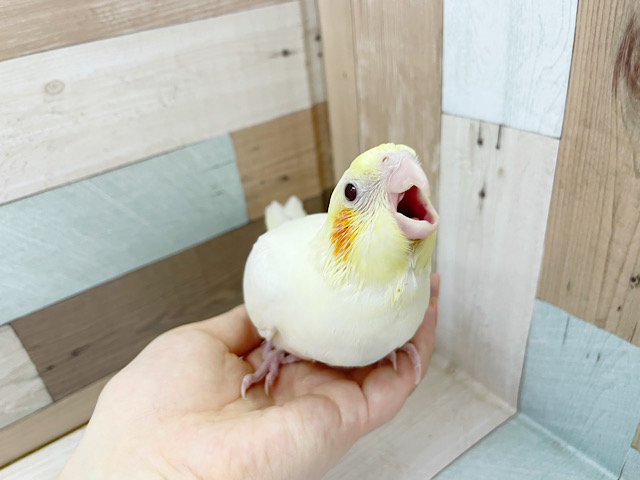 ご飯の時間はてちてち…オカメインコヒナ(ルチノー)