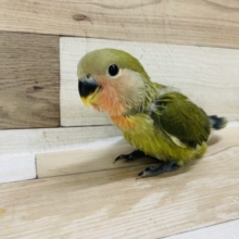 超ホヤホヤ最新画像☆食欲旺盛！！コザクラインコさん(オリーブ)入荷しました♥️