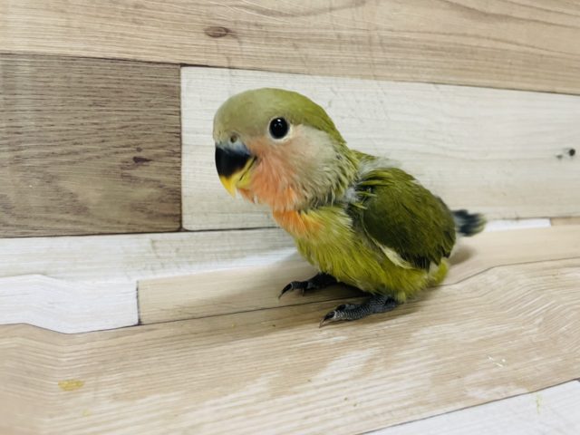超ホヤホヤ最新画像☆食欲旺盛！！コザクラインコさん(オリーブ)入荷しました♥️