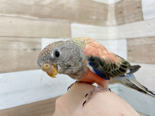 超ホヤホヤ最新画像♪久しぶりの入舎！ローズアキクサインコさんです♥️