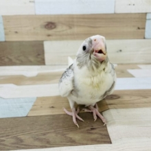 超ホヤホヤ最新画像☆元気に食べすぎてご飯が・・オカメインコヒナ(ホワイトフェイスパールパイド)