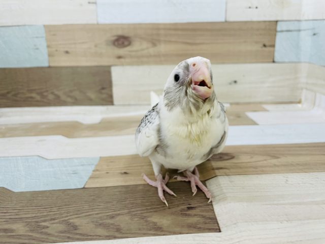 超ホヤホヤ最新画像☆元気に食べすぎてご飯が・・オカメインコヒナ(ホワイトフェイスパールパイド)