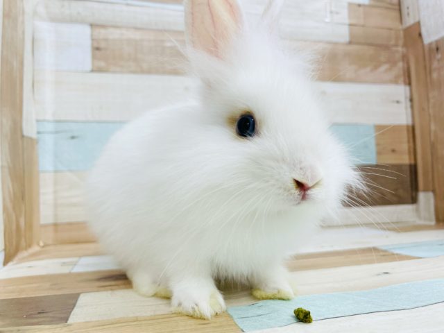 超ホヤホヤ最新画像★ライオンラビット！４つ子ちゃん～～　