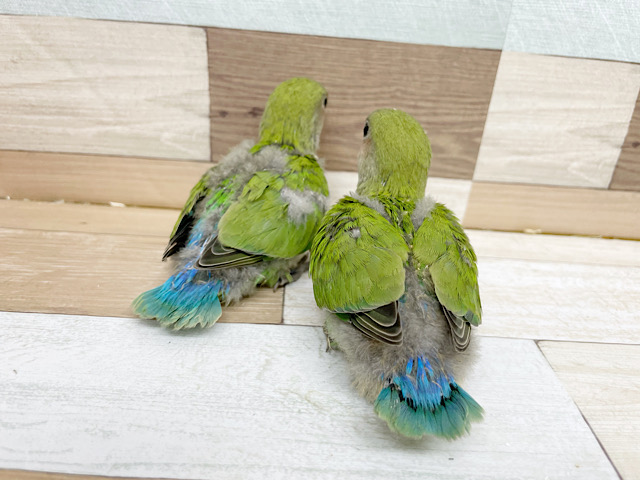 この可愛い後ろ姿は！？コザクラインコヒナ(ノーマル)