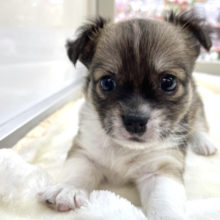 チワワ（ロング）（レッド&ホワイト）2021年4月24日生まれ　男の子