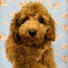 もこもこさが進化?!トイプードルくん☆